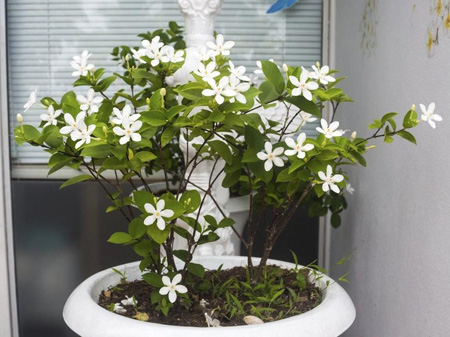 گیاهانی برای تصفیه هوا,تمیز کردن هوا با گیاهان خانگی