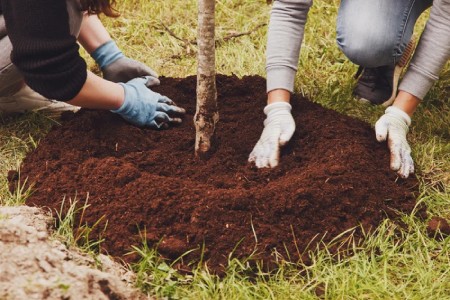 نحوه کاشت نهال, بهترین زمان آبیاری نهال