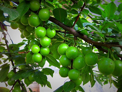 کاشت و برداشت درخت گوجه سبز, نگهداری از درخت گوجه سبز
