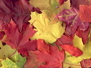 علت زرد شدن برگهای درختان ,علت قرمز شدن برگ درختان در پاییز,علت تغییر رنگ برگ ها در پاییز