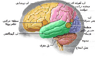 مغز,اجزای مغز انسان,دانستنیهای جالب درباره مغز انسان