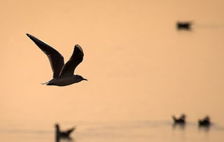 دلایل و چگونگی مهاجرت در پرندگان 