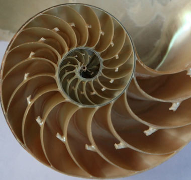 [تصویر:  hhs2210-fibonacci-numbers.jpg]