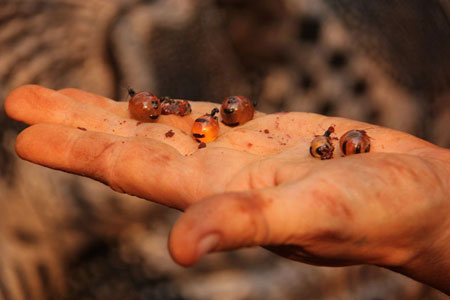 انواع مورچه,Honeypot ant,مورچه گلدان عسل