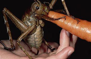 بزرگترین حشره جهان,حشرات غول پیکری