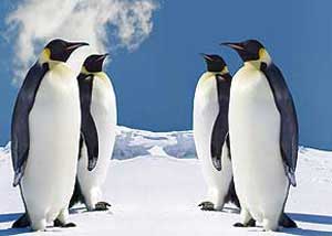 پنگوئن,چرا پاهای پنگوئن یخ نمی زند