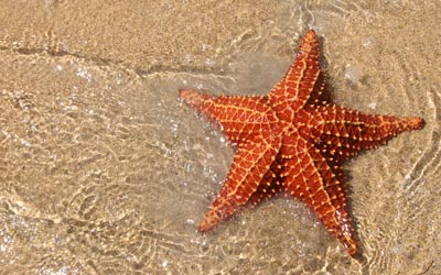 ستاره دریایی,عکس ستاره دریایی,انواع ستاره دریایی,تغه ستاره های دریایی