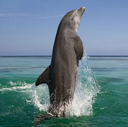 دلفین‌ها، پادشاه حافظه در قلمرو حیوانات 1