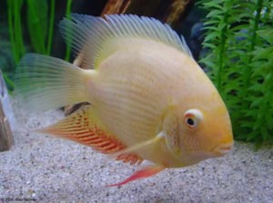 ماهی سورم,ماهی سورم severum,انواع ماهی سورم