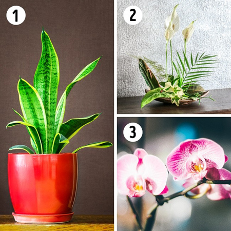 آشنایی با انواع گیاهان خانگی, نکاتی برای استفاده از گل های آپارتمان