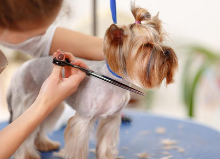 لوازم مورد نیاز حیوانات خانگی,مراقبت های عمومی سگ