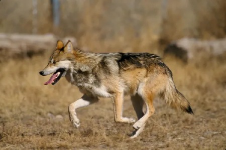 گرگ آلفا,انواع گرگ در ایران,بزرگترین گرگ جهان