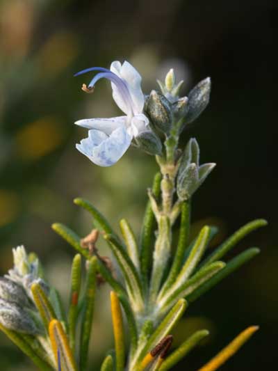 رزماری,نگهداری رزماری