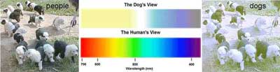 سگها اجسام را چگونه می‌بينند؟ 