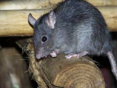 مقابله با موش های فاضلاب,درباره جوندگان