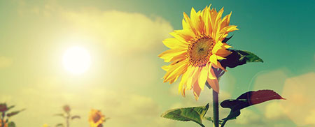 تحقیق درباره گل آفتابگردان, آموزش کاشت گل آفتابگردان, انواع گل آفتابگردان