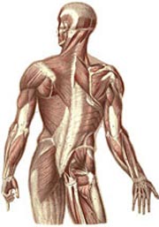 عضلات بدن,نام عضلات بدن,انواع عضله