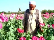 ادامه مسئله توليد ترياک در افغانستان 