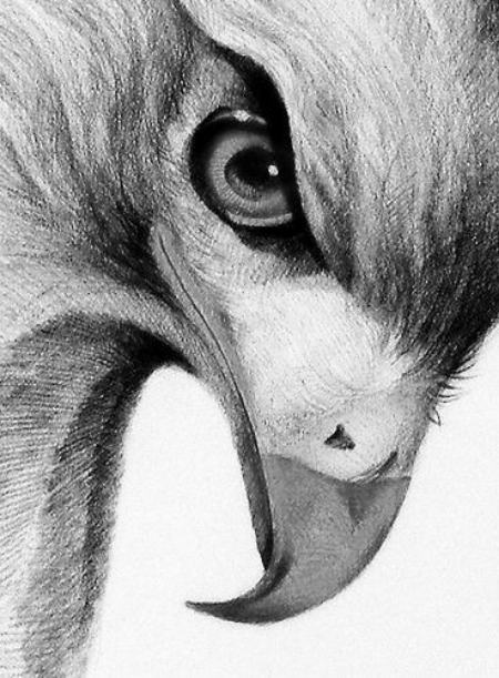  عکس مدل پرندگان برای نقاشی سیاه قلم