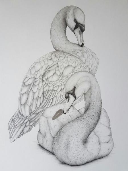 مدل عکس پرندگان برای نقاشی سیاه قلم