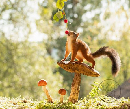 عکس های مینیمال سنجاب ها , عکس های سنجاب بامزه و زیبا