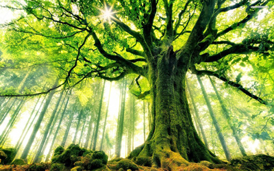 اشعار درخت, شعر شاعران بزرگ درباره درخت