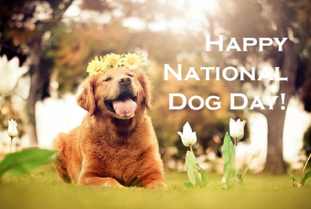 روز جهانی سگ ها,روز جهانی سگ ها چه روزی است,تاریخچه روز جهانی سگ ها
