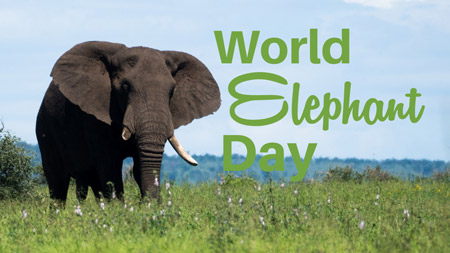 روز جهانی فیل ,علت نامگذاری روز جهانی فیل,روز جهانی فیل چه روزی است