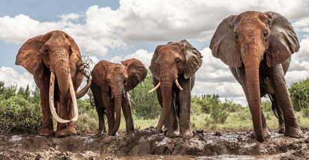 روز جهانی فیل ,علت نامگذاری روز جهانی فیل,روز جهانی فیل ها