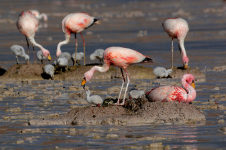 کنوانسیون رامسر روز جهانی تالابها, تاریخ روز جهانی تالابها