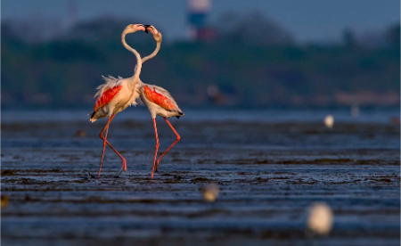 اهمیت تالابها روز جهانی تالابها, تاریخ روز جهانی تالابها
