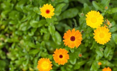 داروی گیاهی برای اگزما