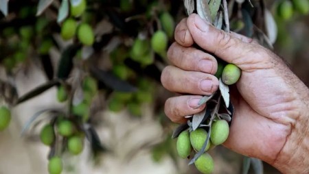 روغن زیتون برای رشد سریع ناخن