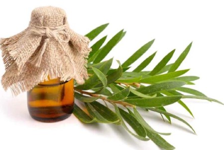 مزایای روغن درخت چای در درمان شوره سر