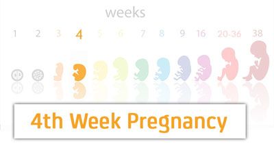 وضعیت جنین در هفته چهارم بارداری,هفته های باردرای