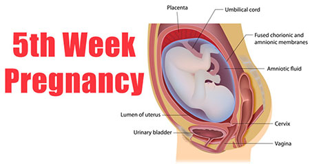 تغذیه در هفته پنجم بارداری,بارداری,دوران باردای