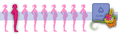 تغذیه در هفته پنجم بارداری,بارداری,دوران باردای