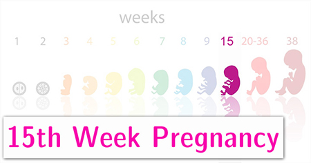 وضعیت جنین در هفته پانزدهم بارداری,جنین در هفته پانزدهم بارداری