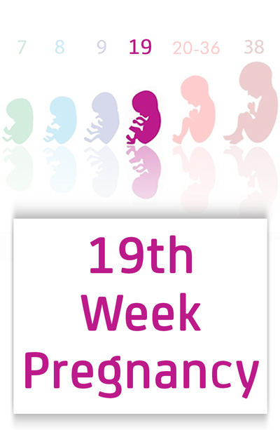 شکل جنین در هفته نوزدهم بارداری,اندازه جنین در هفته نوزدهم بارداری