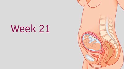 شکل جنین در هفته بیست و یکم بارداری