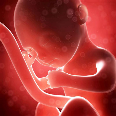 وضعیت جنین در هفته بیست و هشتم بارداری