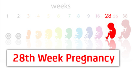 وضعیت جنین در هفته بیست و هشتم بارداری