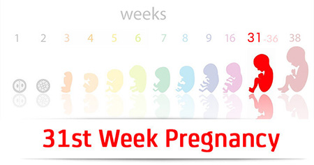 وضعیت جنین در هفته سی و یکم بارداری