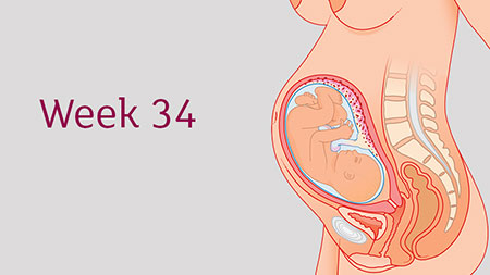 وضعیت جنین در هفته سی و چهار بارداری