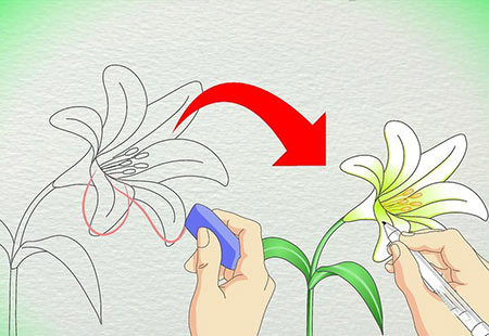 نقاشی گل لیلیوم,آموزش نقاشی گل لیلیوم,نحوه کشیدن گل لیلیوم