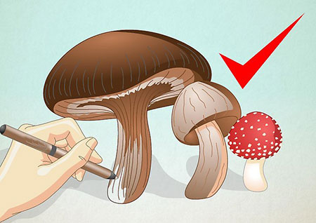 نقاشی قارچ,آموزش کشیدن نقاشی قارچ,آمورش گام به گام کشیدن قارچ