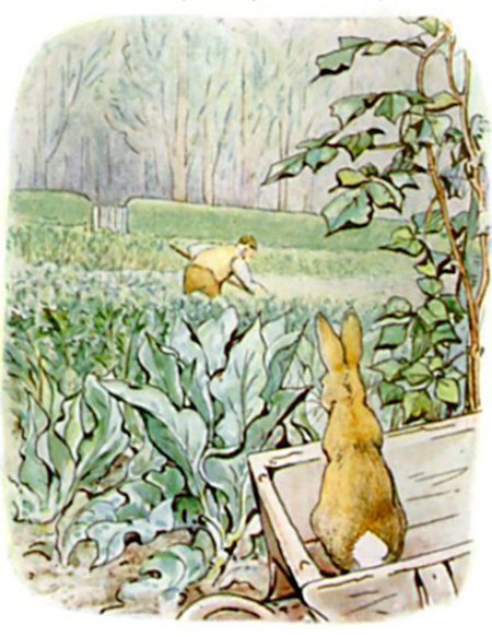 عکس های قصه پیتر خرگوشه, داستان پیتر خرگوشه, کتاب داستان پیتر خرگوشه