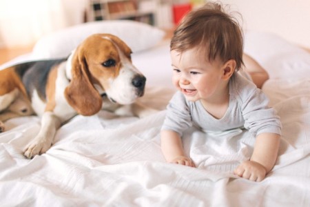 مزایای حیوانات خانگی برای نوزادان