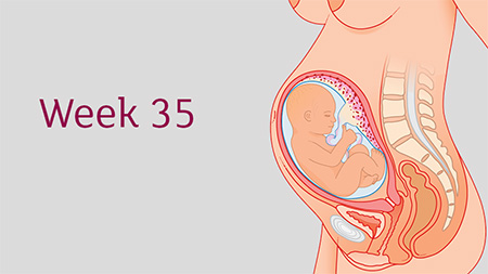 اندازه جنین در هفته سی و پنجم بارداری