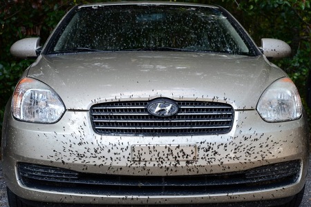 روش پاک کردن حشرات از روی بدنه خودرو, پاک کردن جای حشرات از شیشه جلو خودرو, پیشگیری از برخورد حشرات به خودرو